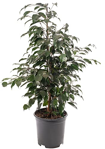 Weinende Feige Große Zimmerpflanze Echter Ficus Danielle Immergrüne hohe Pflanzen