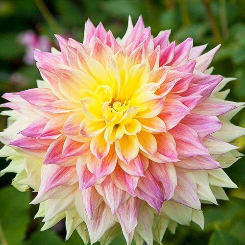 Dahlienzwiebel,Winterhart Mehrjährig, GroßEn BlüTen, Eine Zwiebelpflanze Mit Langer BlüTezeit,Leuchtend Und Attraktiv,Dahlien-Pompons,Dahlien Knollen Winterhart-2zwiebeln-E