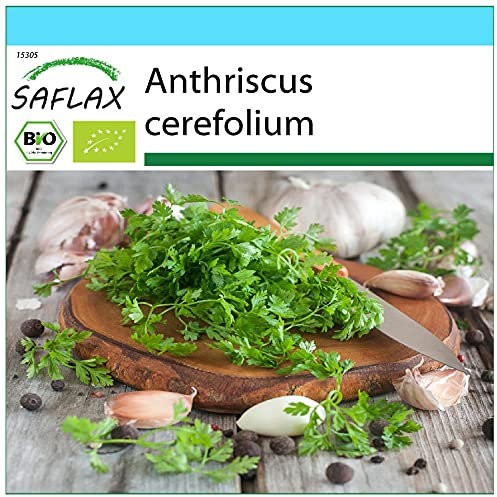 SAFLAX - BIO - Cerfeuil commun - 800 graines - Anthriscus cerefolium