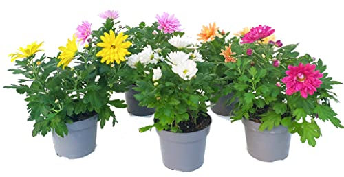 Chrysanthemum - Plantas Vivas - Pack 5 Unidades - Flores de Colores - Margaritas Naturales