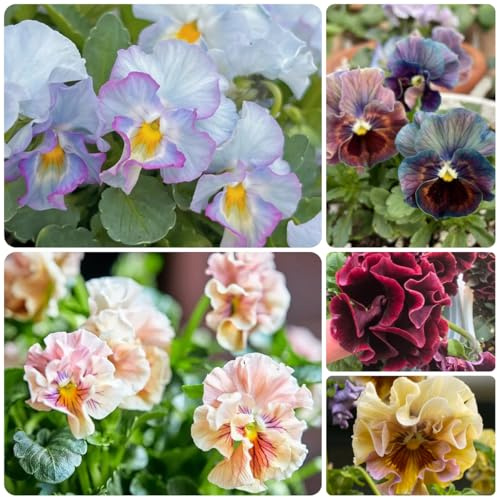 semi biologici di viola del pensiero, ombra resistenti di viola del pensiero decorazione da giardino per esterni, tappeto 350pcs