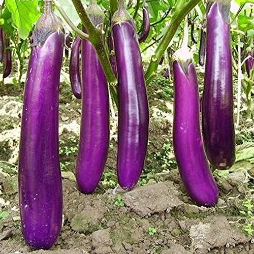 C-LARSS 50Pcs Longues Graines D'aubergine Pourpres, Légumes Sains Aubergine Melongena