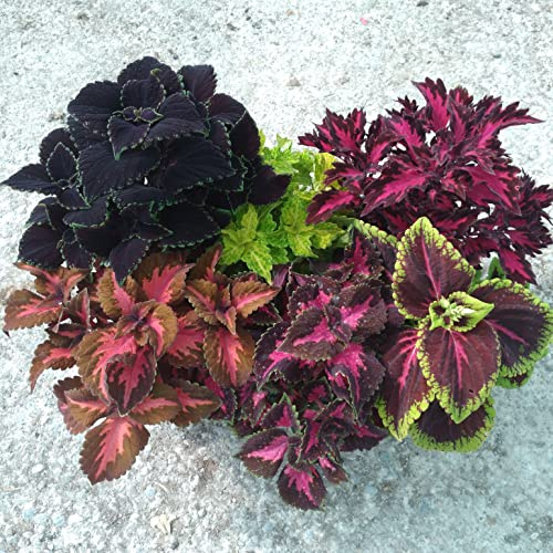 Cooleo Pack 6 Plantas Naturales maceta de 13 cm