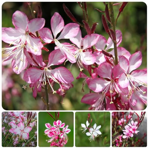 Magníficas semillas de velas - Gaura lindheimeri - jardín para exterior de perennes resistentes 100pcs