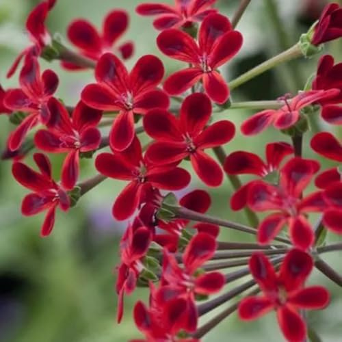 semillas de geranio de perennes resistentes geranios pelargonios colgantes ornamentales decoración de para bancales elevados 85pcs