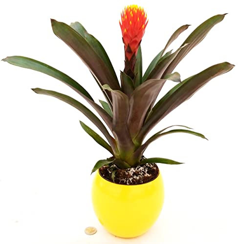POWERS TO FLOWERS - GUZMANIA CONIFERA, BROMELIA TALA, IN VASO CERAMICA GIALLO SFERICO, pianta vera