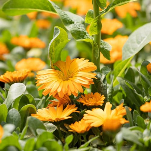 calendula - ornamentali per zone soleggiate semi di calendula Decorazioni autunnali per un giardino resistente semi di balcone balcone insoliti 950semi