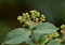 25 semi viburno + cinesi (Viburnum ichangense) arbusto ornamentale CombSH I82:Seeds Only
