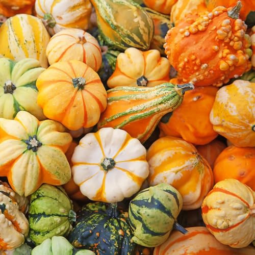 Semillas de calabaza orgánicas, semillas de invierno Semillas de calabaza ornamentales, Las perennes son perennes resistentes 30pcs