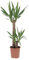 KENTIS - Yucca - Tronchetto della Felicità - Piante Vere Grasse Succulente da Interni - Pianta Ornamentale da Appartamento - H 80-90 cm Vaso Ø 19 cm