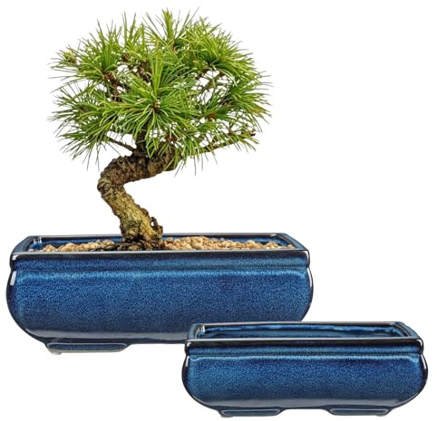 Oairse Juego de 2 macetas bonsái poco profundas para suculentas para árboles bonsái vivos, maceta de cerámica de 25,5 cm para suculentas de interior con agujero de drenaje, planta de cactus al aire