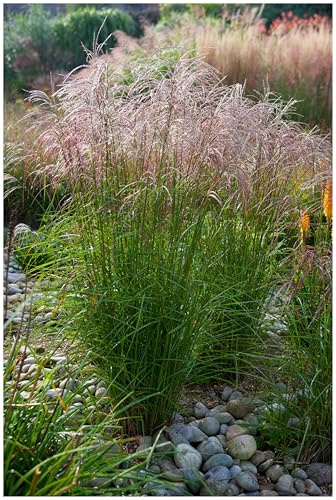 Stauden Gänge 3 x Miscanthus sinensis 'Flamingo' im 1 Liter Topf (Ziergras/Gräser/Winterhart/Mehrjährig/Staude) Chinaschilf - Ziergras mit sanftem Farbspiel und Leichtigkeit
