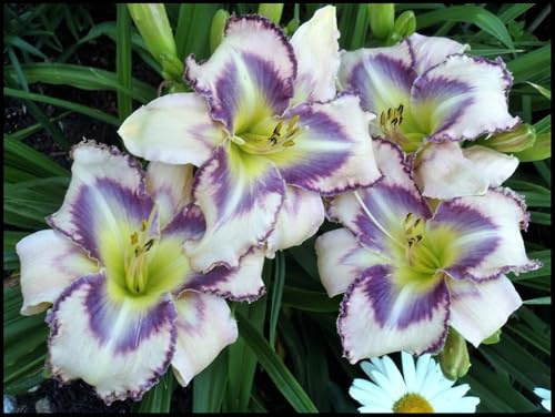 Se Acomodan a Diferentes Suelos -Bulbos de Hemerocallis -Florecen de Forma Continuada -Hemerocallis bulbos -15 Bulbos