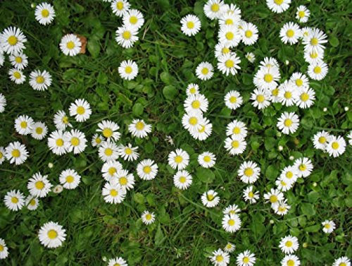 0.5g Lawn Daisy Seeds Bellis perennis Wild Flower Meadows Daisy Chains Grass Lawn
