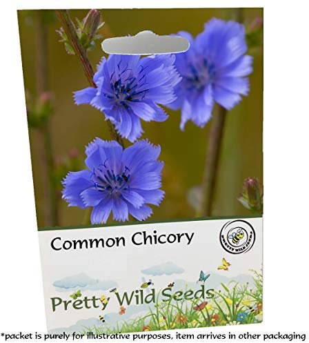 Common Chicory Cichorium Intybus Wild Succory Hardy Perennial Wildflower Seeds (50g)