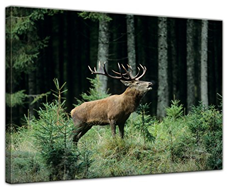 Bilderdepot24 Keilrahmenbild Hirsch - 120x90 cm quer Groß Bilder als Leinwanddruck Fotoleinwand Tierbild Waldtier - Rotwild - röhrender Hirsch im Wald