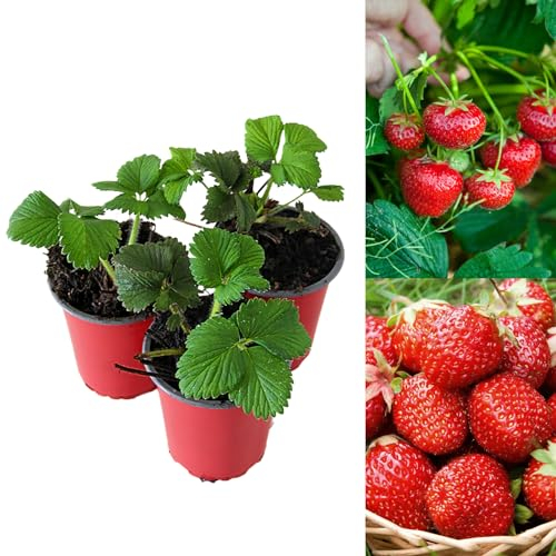 Carbeth Plants - Strawberry Mixed Fruit Plants - Hardy Garden Bushes in 9cm Pots - Grow Your Own (3)