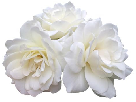 Rose Plants, Floribunda 'Margaret Merrill', 1 x Full Plant in a 5 Litre Pot, Roses, Garden Ready, Ready to Plant, Premium Quality Shrubs