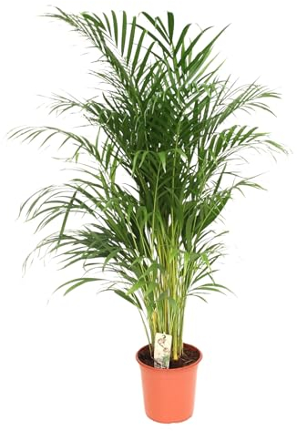 Trendyplants – Palma Areca – Palma d'oro – Pianta d'appartamento – Dimensioni vaso Ø 24 cm – Altezza 150 – 170 cm