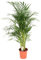 Trendyplants - Areca Palme - Goldpalme - Zimmerpflanze - Höhe 150-170 cm - Topfgröße Ø24cm