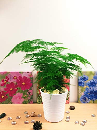 Easy Plants 1 helecho de espárragos Setaceus en maceta de cerámica blanca y grava dorada de otoño