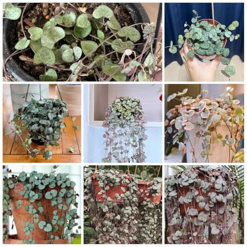30 pcs leuchterblume pflanze samen, blumen balkon, bonsai samen (Ceropegia woodii) schnittblumen samen, zimmerpflanzen samen zimmer deko, zimmerpflanze grünpflanzen, pflanzensamen