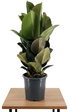 Ficus Elastica Robusta Maceta 17 cm Altura 55 cm DECOALIVE Árbol Del Caucho Planta Natural Resistente Para Casa Y Oficina