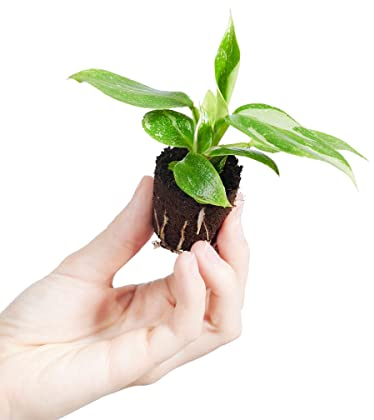 PLNTS - Baby Philodendron White Princess - plante d'intérieur - 2 cm boutures - Hauteur 8 cm