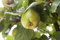 Quitten Obstbaum Cydonia oblonga 'Apfelquitte' 150-200cm im Topf gewachsen