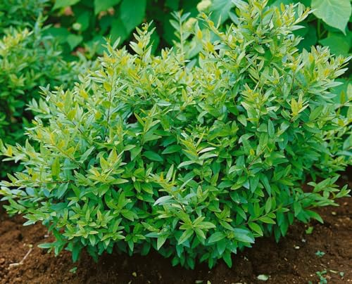 Ligustrum vulgare 'Lodense' 30-40 cm – Winterhart, Mehrjährig, Pflegeleicht – Liguster Zwergliguster – Heckenpflanze für Garten & Sichtschutz