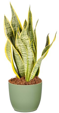 Bonplants Sansevieria Futura Superba, Pianta Vera, Lingua di Suocera Purifica Aria (Vaso Verde Salvia)