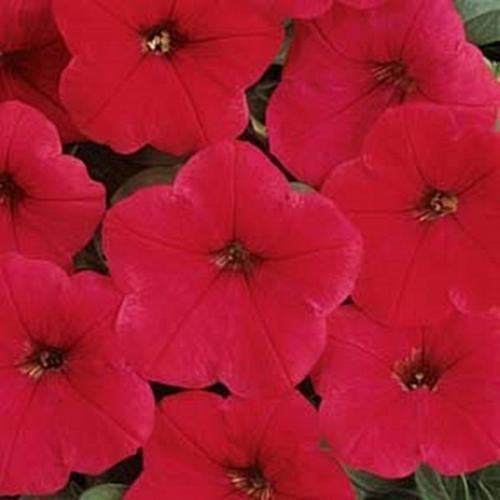 10 Las semillas de petunia roja de la onda Fácil Anual