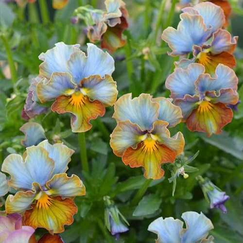 30 Pcs Stiefmütterchen Samen Winterhart Mehrjährig - Wiesensaatgut, Garten Geschenk, Schattenpflanzen Hornveilchen Samen, Topfpflanzen Draußen Winterhart, Frühlingsblumen Kräuterpflanzen,