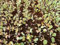200 semi di cavolfiore viola Sicilia/orto:Seeds Only