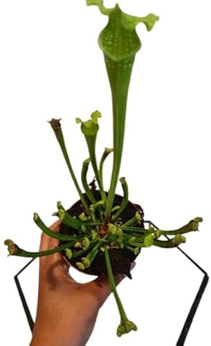 Sarracenia - Planta Carnívora Natural Perfecta para el Control Ecológico de Mosquitos