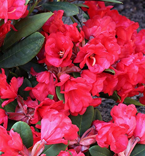 Hochstamm Azalee Burletta 60-80cm - Rhododendron neriiflorum - Alenrose - Gartenpflanze