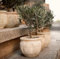 Mediterraner Olivenbaum im Terrakotta-Topf, Zimmerpflanze für Terrasse und Garten 25cm