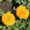 50 semillas de caléndula gigante unids/set hermosas semillas de floración decorativas de polinadas abiertas Naranja