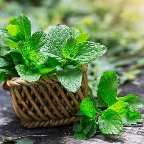 BUSTINA SEMI DI MENTA PIPERITA ORTO GIARDINO SEMI