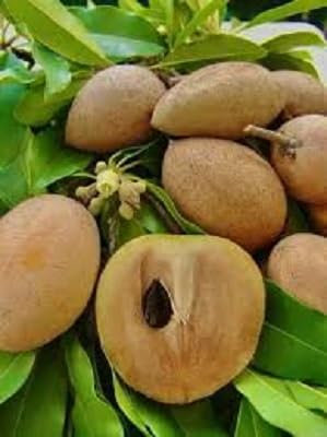 Nouveau Frais 50pcs graines de fruits de sapotille