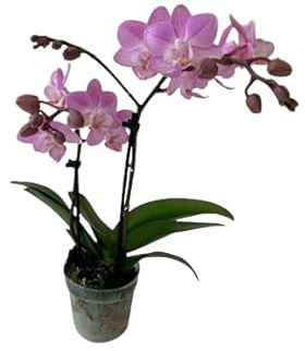 Orquídea Phalaenopsis Natural Planta de Interior Elegante y Durable