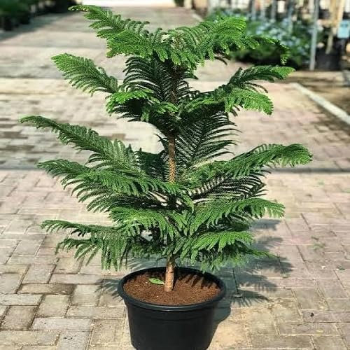 50 graines de plantes d'araucaria vertes