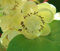 Dehner Kiwi Atlas, männliche Befruchtersorte mit weißen Blüten, ca. 50-70 cm, Obstpflanze
