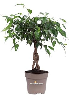 Pianta di Ficus Benjamin Intrecciato diverse grandezze pianta ornamentale da arredo interno Ficus con tronco intrecciato pianta vera venduta da eGarden.store (Intreccio 4)