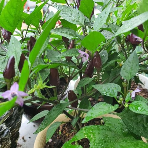 semillas de chile, chile, Comprar de invierno. pimiento annuum, extremadamente picantes de jardín, 20pcs