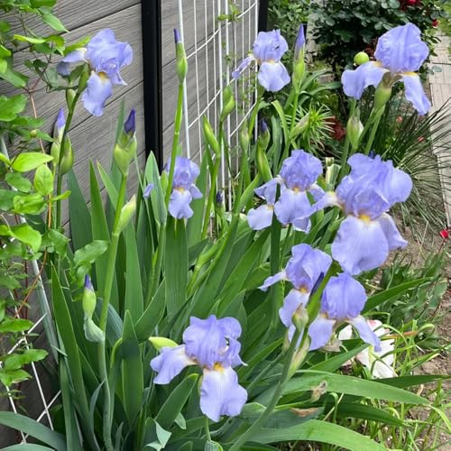 Schwertlilien, nachhaltige geschenke IrisZwiebeln, gartengeschenke balkon blumenzwiebeln frühblüher balkonblumen garten 6Zwiebeln
