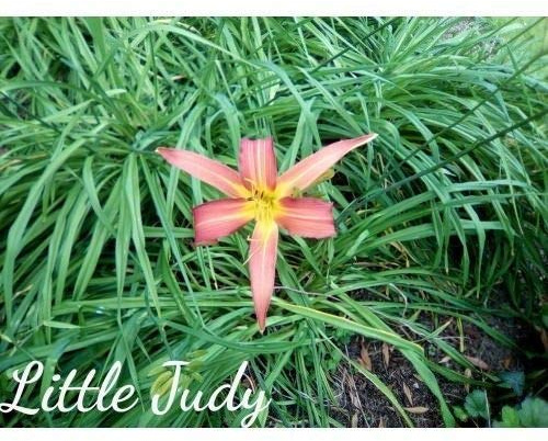 Hemerocallis Daylily Little Judy Pink Cheapest on Ebay: Package Contains Seeds