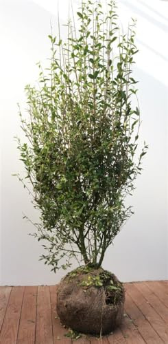 Ligustrum vulgare 'Atrovirens' 125-150 cm - Gewöhnlicher Liguster, immergrün, ideal für Hecken, schnittverträglich, winterhart und pflegeleicht