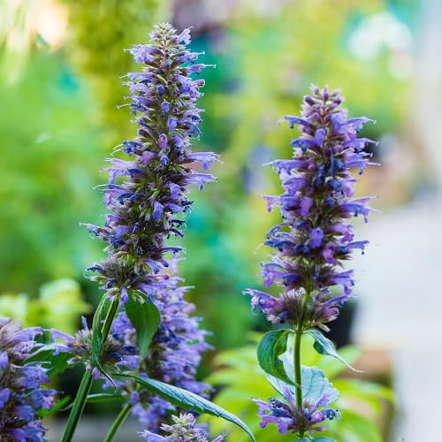 Agastache Blue Boa - Planta perenne viva de floración estival