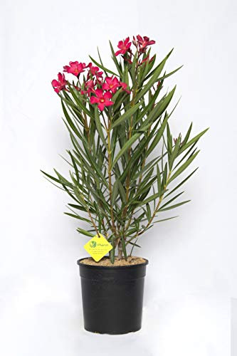 Plantì NERIUM OLEANDER, Oleander Echte Outdoor-Pflanzen zur Dekoration städtischer Umgebungen, Immergrüne Heckenpflanzen mit glänzenden und ledrigen Blättern Topfdurchmesser 19 cm (Alpenveilchen)